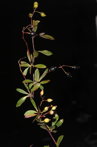 Berberis commutata (Berberis commutata)