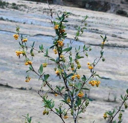 Berberis commutata (Berberis commutata)