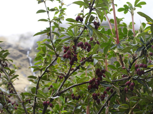 Berberis commutata (Berberis commutata)