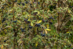 Berberis commutata (Berberis commutata)