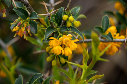 Berberis commutata (Berberis commutata)