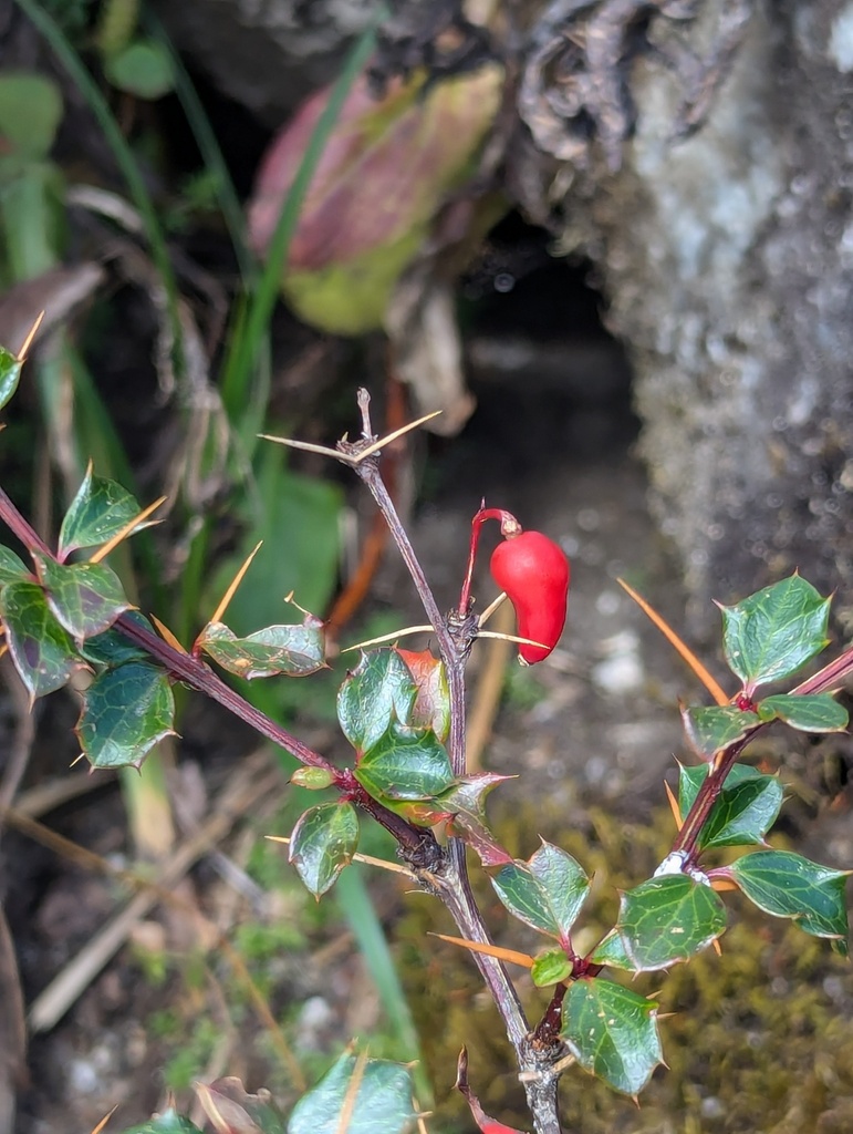 Berberis concinna (Berberis concinna)