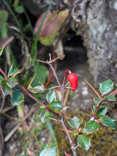 Berberis concinna (Berberis concinna)