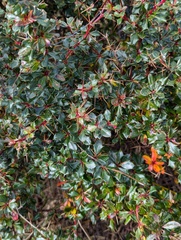 Berberis concinna (Berberis concinna)