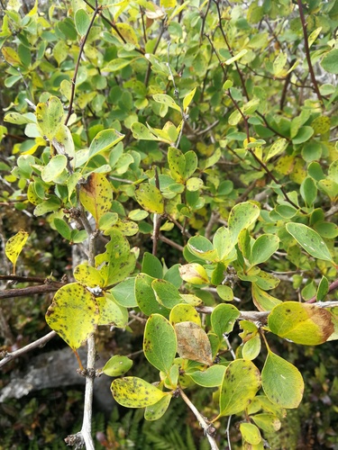 Berberis corymbosa (Berberis corymbosa)