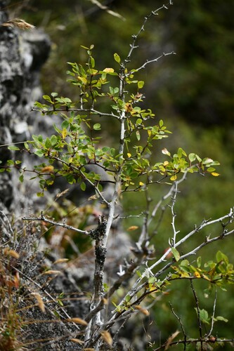Berberis corymbosa (Berberis corymbosa)