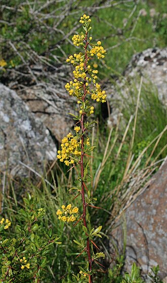 Berberis crataegina: Berberis crataegina , Berberitzengewächse (Berberidaceae) - Türkei/Türkiye/Turkey: Prov. Bolu/Bolu ili, Köroğlu Dağları, an der Straße zwischen der Sommersiedlu