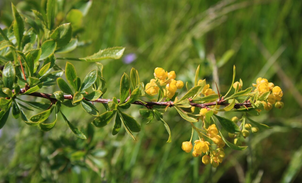 Berberis crataegina: Berberis crataegina , Berberitzengewächse (Berberidaceae) - Türkei/Türkiye/Turkey: Prov. Bolu/Bolu ili, Köroğlu Dağları, an der Straße zwischen der Sommersiedlu