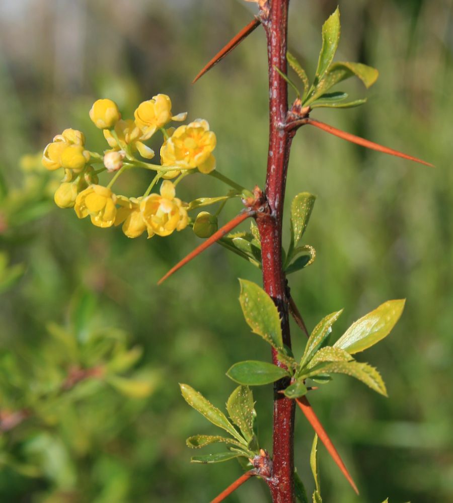 Berberis crataegina: Berberis crataegina , Berberitzengewächse (Berberidaceae) - Türkei/Türkiye/Turkey: Prov. Bolu/Bolu ili, Köroğlu Dağları, an der Straße zwischen der Sommersiedlu