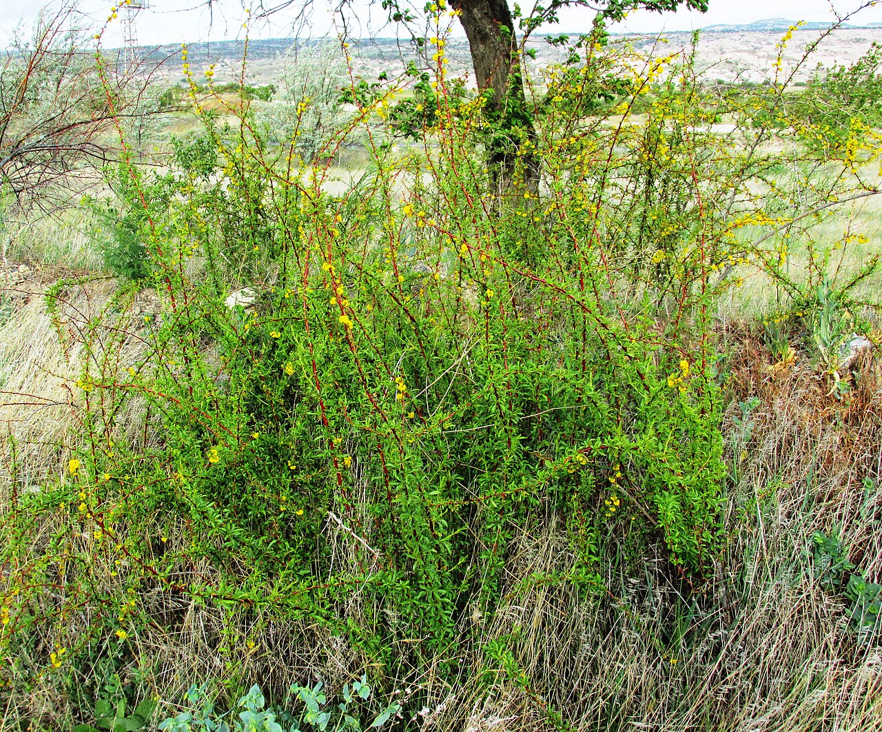 Berberis crataegina: Berberis crataegina Elevation about1,170 m (3840 ft) Mustafapaşa, Ürgüp district of Nevşehir Province (Cappadocia) Turkey tr 686