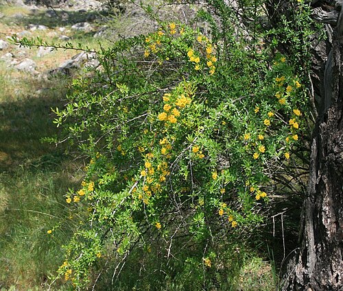 Berberis crataegina: Berberis crataegina , Berberitzengewächse (Berberidaceae) - Türkei/Türkiye/Turkey: Prov. Bolu/Bolu ili, Köroğlu Dağları, an der Straße zwischen der Sommersiedlu