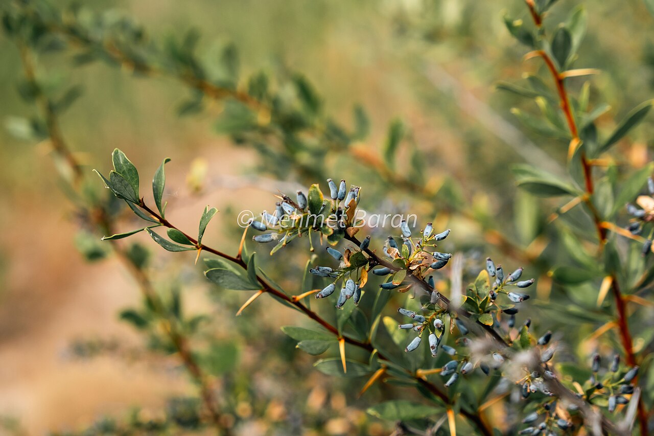 Berberis crataegina: Berberis crataegina in Türkiye