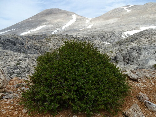 Berberis cretica (Berberis cretica)