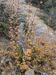 Berberis cretica (Berberis cretica)