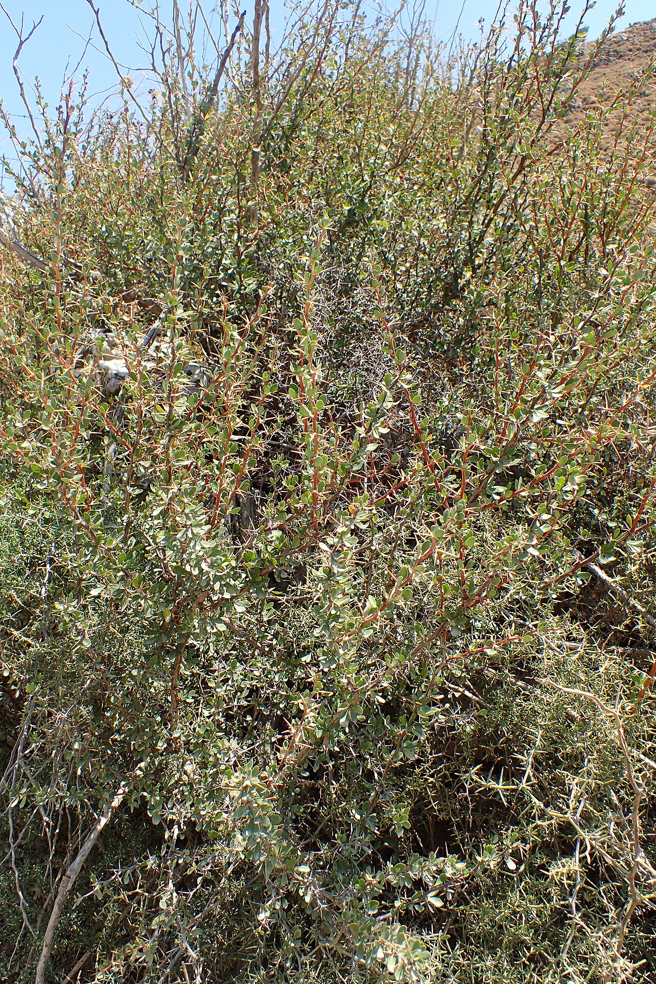 Berberis cretica: Berberis cretica in Impros, Crete, Greece