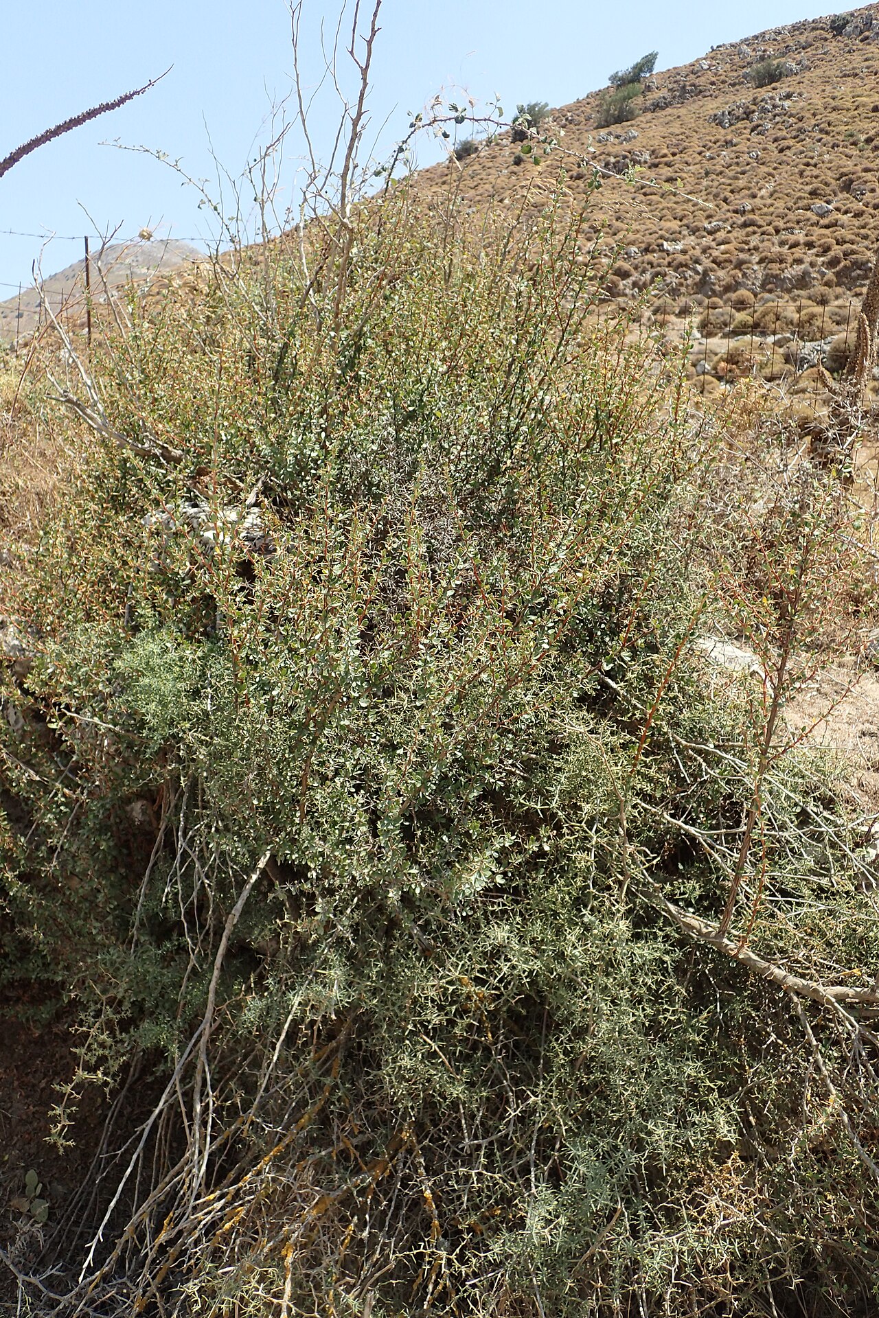 Berberis cretica: Berberis cretica in Impros, Crete, Greece
