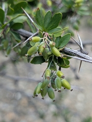 Berberis cretica (Berberis cretica)