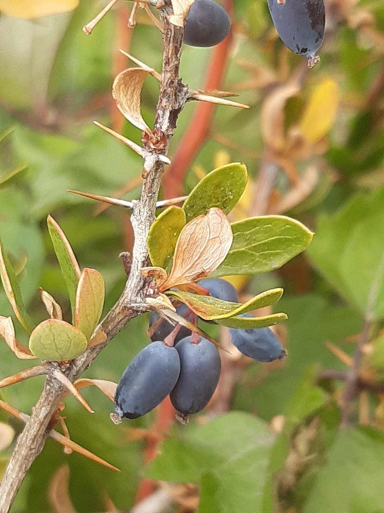 Berberis cretica: Cretan Barberry ( Berberis cretica ) in Cyprus
