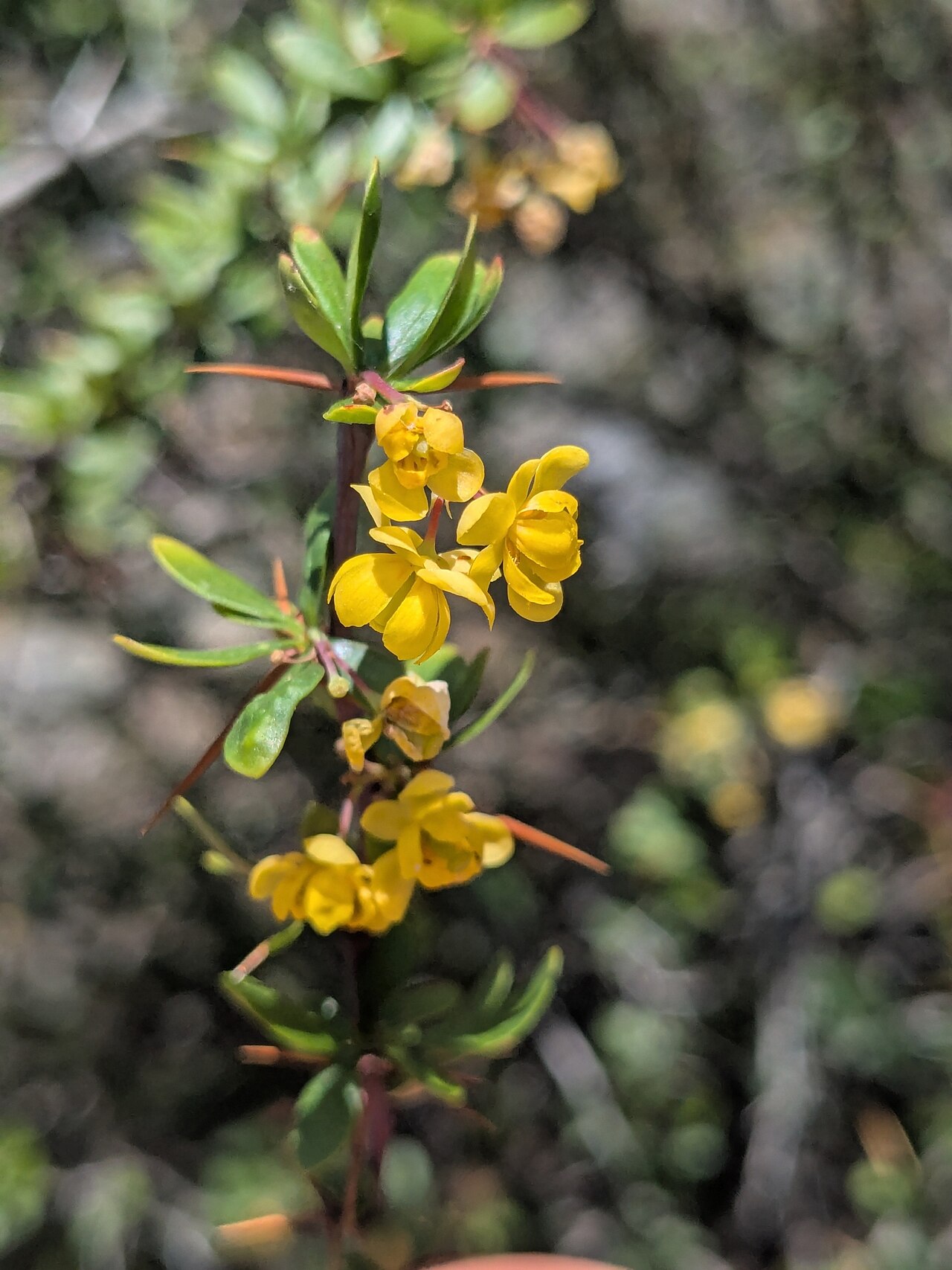 Berberis cretica: Cretan Barberry ( Berberis cretica ) in Cyprus