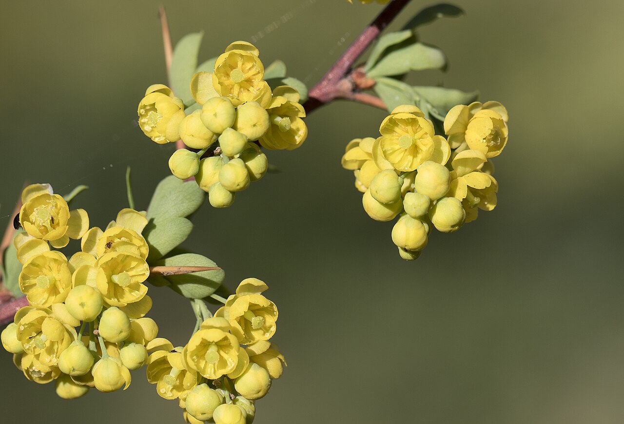 Berberis cretica: Lebanese barberry ( Berberis libanotica ). Obruk Waterfalls NP, Saimbeyli - Adana, Turkey.