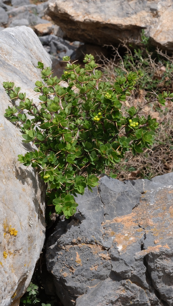 Berberis cretica (Berberis cretica)