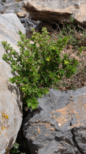 Berberis cretica (Berberis cretica)