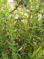 Berberis cretica (Berberis cretica)