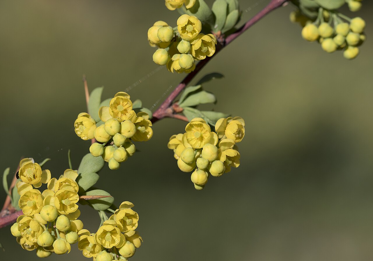 Berberis cretica: Lebanese barberry ( Berberis libanotica ). Obruk Waterfalls NP, Saimbeyli - Adana, Turkey.