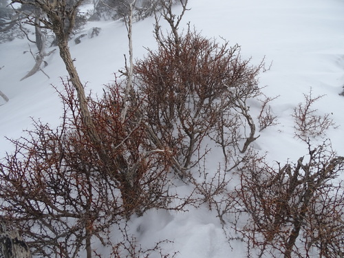 Berberis cretica (Berberis cretica)