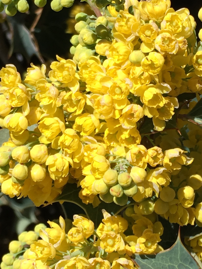 Shining netvein barberry (Berberis dictyota)