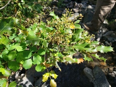 Shining netvein barberry (Berberis dictyota)