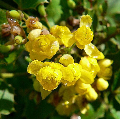 Shining netvein barberry: Photo of Mahonia dictyota at the Regional Parks Botanic Garden , Berkeley, California
