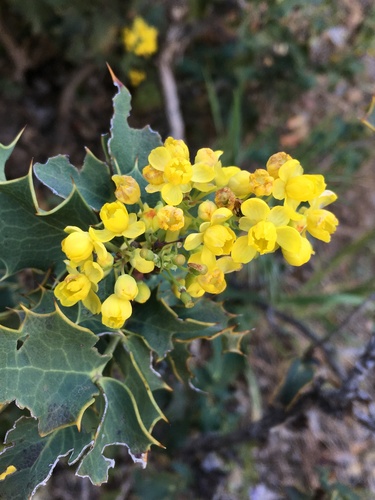 Shining netvein barberry (Berberis dictyota)