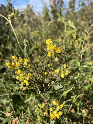 Shining netvein barberry (Berberis dictyota)