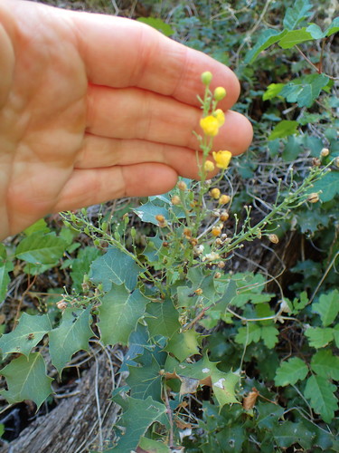 Shining netvein barberry (Berberis dictyota)
