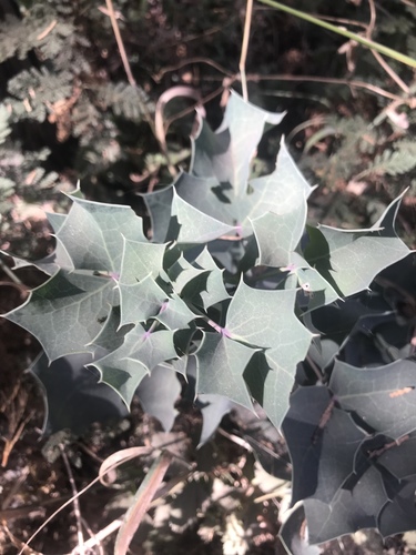 Shining netvein barberry (Berberis dictyota)