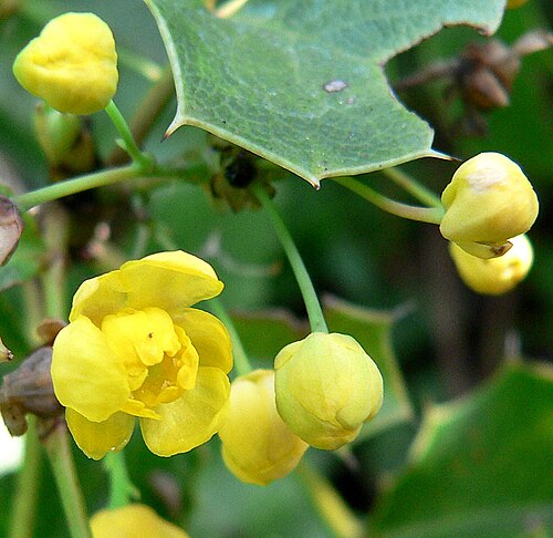 Shining netvein barberry: Photo of Mahonia dictyota at the Regional Parks Botanic Garden , Berkeley, California