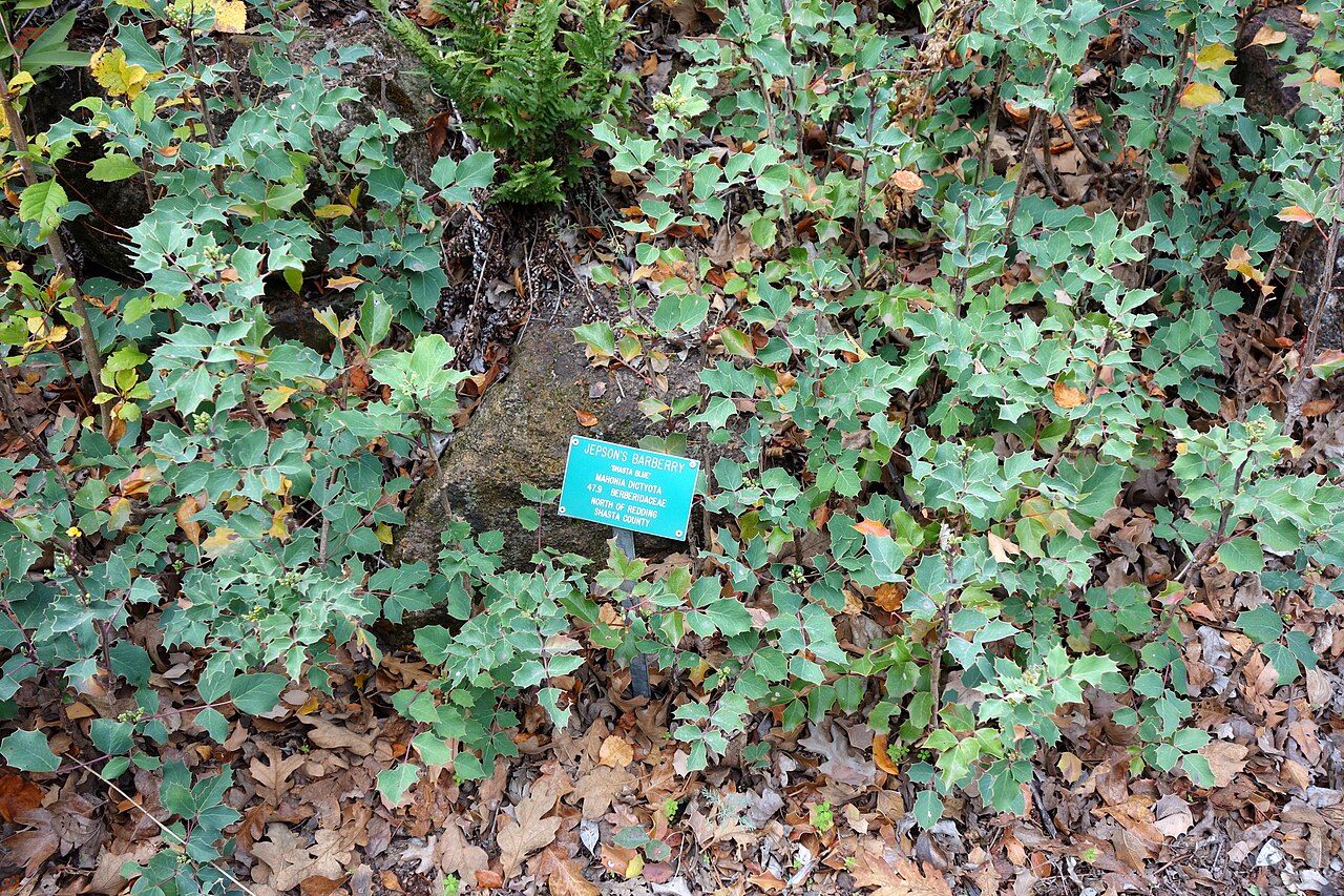 Shining netvein barberry: Botanical specimen in the Regional Parks Botanic Garden, Berkeley, California, USA.