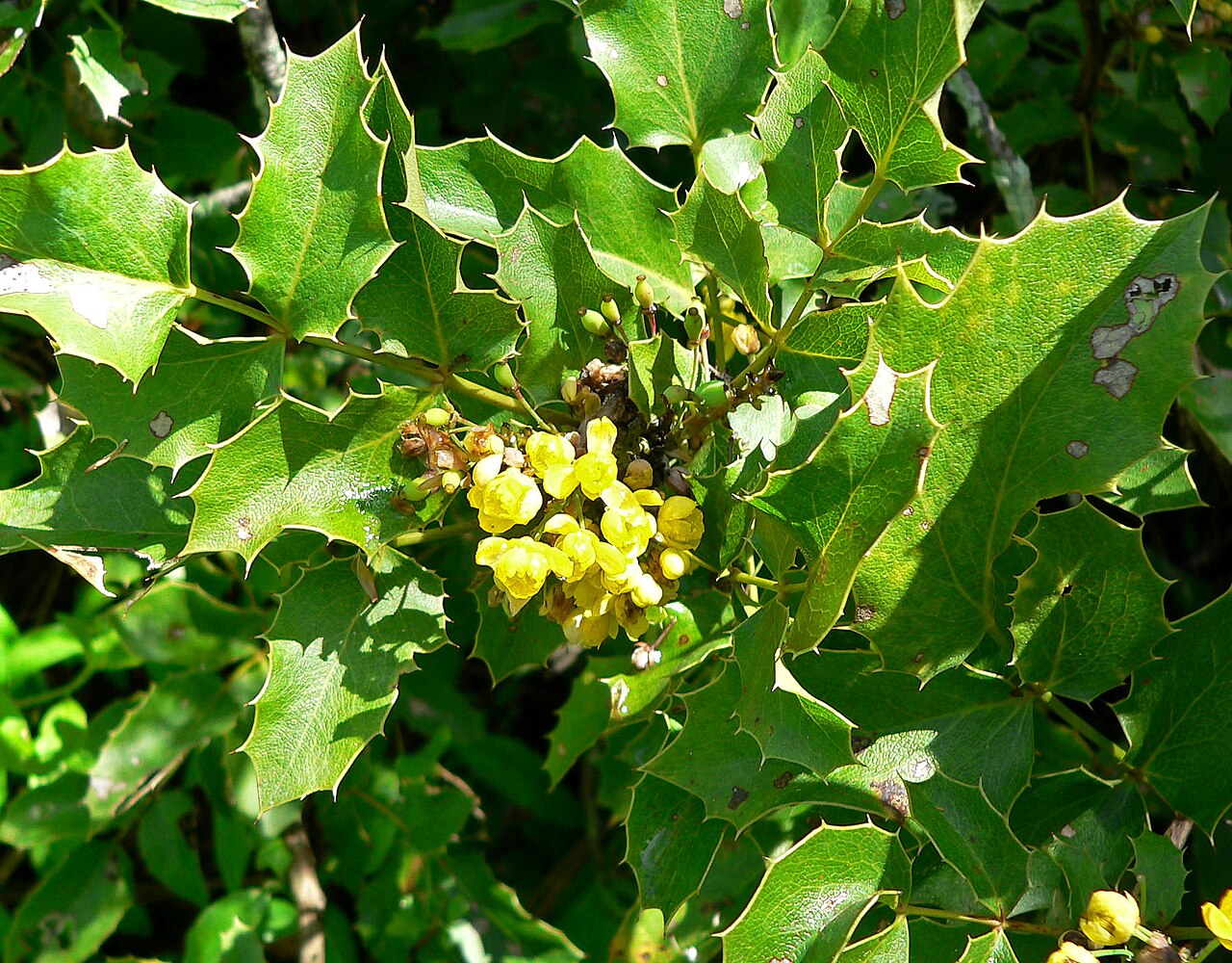 Shining netvein barberry: Photo of Mahonia dictyota at the Regional Parks Botanic Garden , Berkeley, California