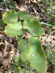 Shining netvein barberry (Berberis dictyota)