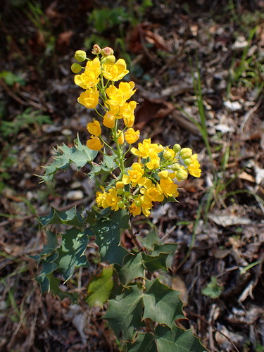 Shining netvein barberry (Berberis dictyota)