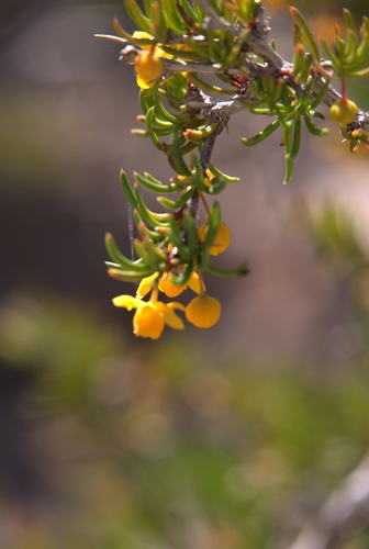 Berberis empetrifolia (Berberis empetrifolia)