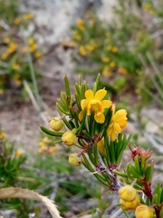 Berberis empetrifolia (Berberis empetrifolia)