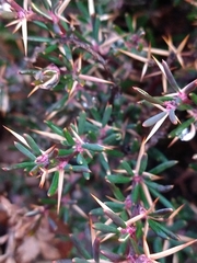 Berberis empetrifolia (Berberis empetrifolia)