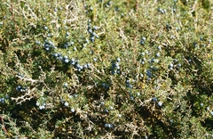 Berberis empetrifolia (Berberis empetrifolia)