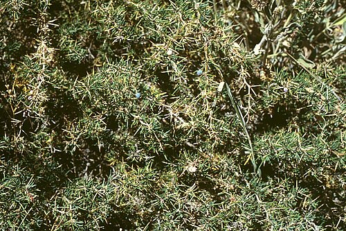 Berberis empetrifolia: Berberis empetrifolia , Berberitzengewächse (Berberidaceae) - Argentinien/Argentina, Paso de Uspallata, Puente del Inca, ca. 2700 m s.m.