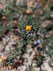 Berberis empetrifolia (Berberis empetrifolia)