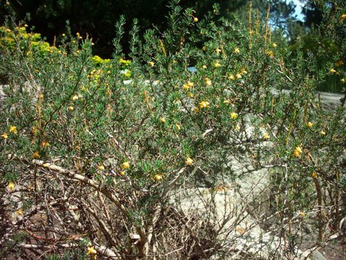 Berberis empetrifolia (Berberis empetrifolia)