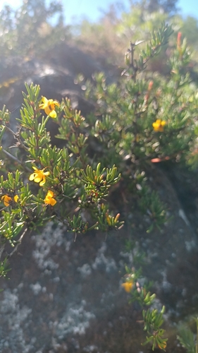 Berberis empetrifolia (Berberis empetrifolia)