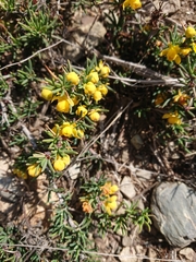 Berberis empetrifolia (Berberis empetrifolia)